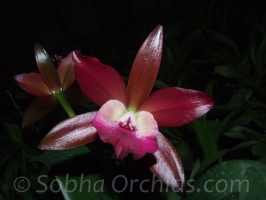 Cattleya Chocolate Beauty